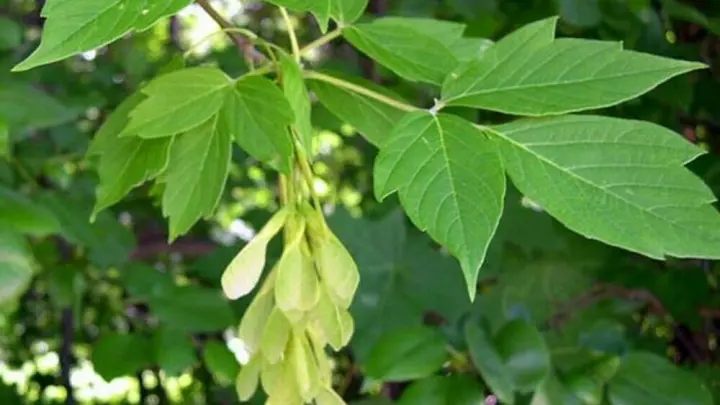 Американский клен в России угрожает лесам