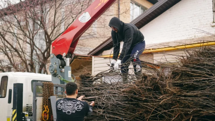 В Краснодаре в рамках акции высадят более 10 тыс. саженцев деревьев