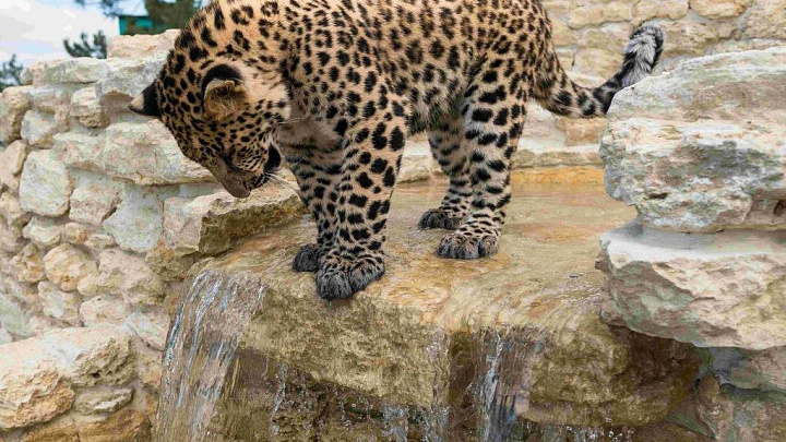 В Геленджике вход в Сафари-парк 8 марта сделали бесплатным для женщин