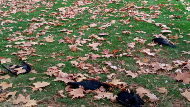 Птицы массово погибли в Краснодаре на ул. Красной