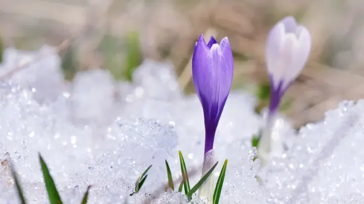 Весна на пороге: В Москве наступает первая оттепель года. Морозы не вернутся?