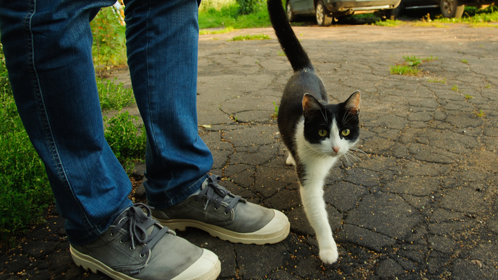 Школьник несколько месяцев издевался над котами в Москве
