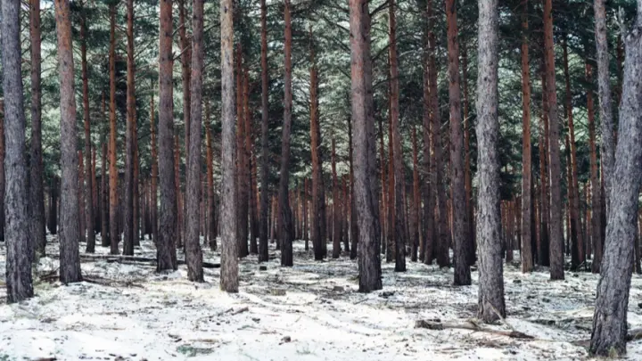 ВС России продвигаются в Сумской области и берут в кольцо Бачевский выступ