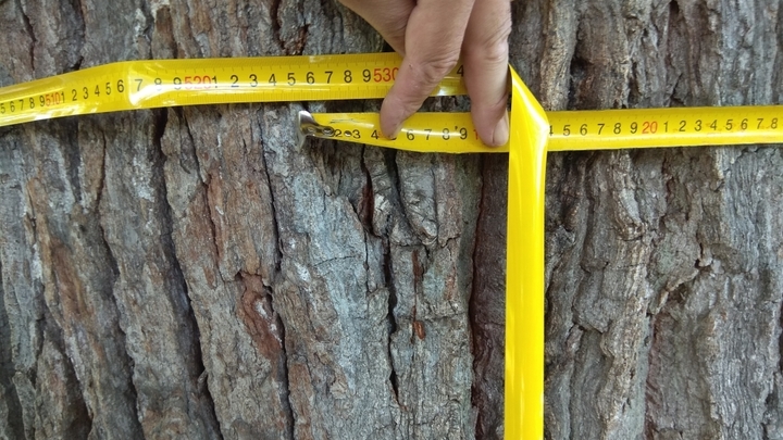 В Краснодаре создадут базу даных с биографией каждого дерева