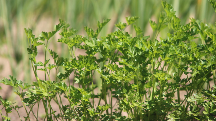 В Краснодарском крае от укусов клещей пострадали 1,2 тысячи человек