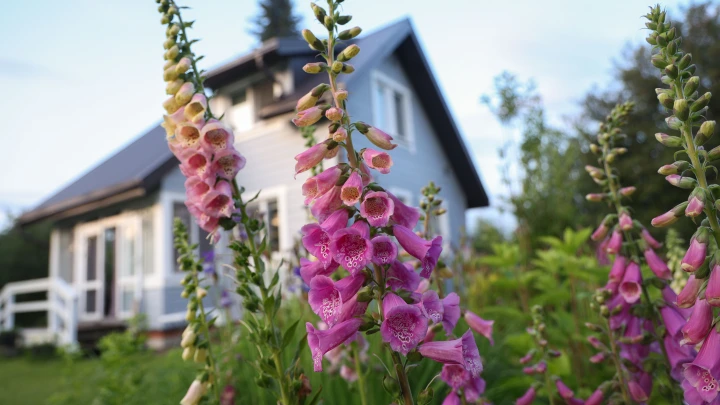 Цветущий сад без хлопот: список многолетников для быстрого озеленения сада