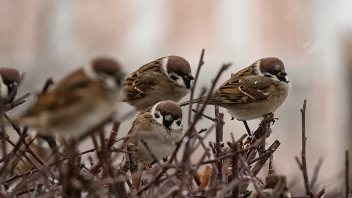 Иностранцы, ловившие воробьев сетями в Амурской области, задержаны Иностранцы, ловившие воробьев сетями в Амурской области, задержаны
