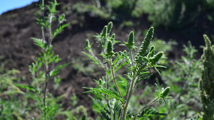 Более 3800 га амброзии выкосят в Краснодаре до осени