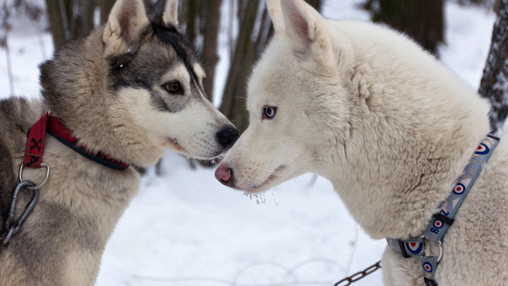Депутат Госдумы будет обжаловать приговор екатеринбургскому живодёру, оставшемуся безнаказанным