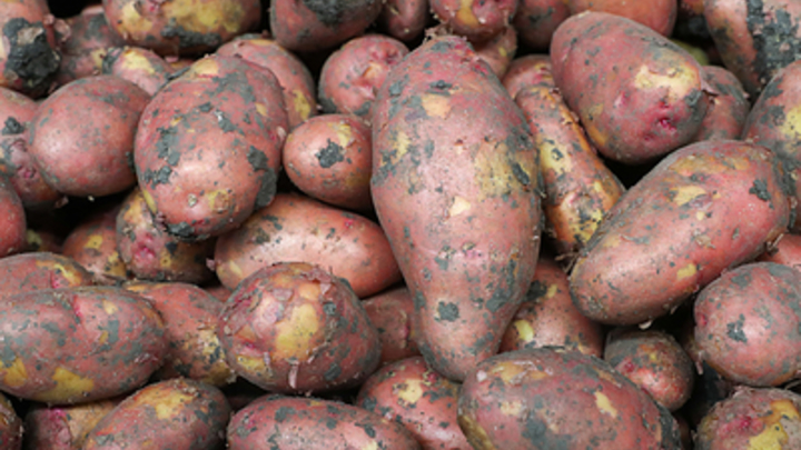 Лучше, чем в Белоруссии: Глава Ставрополья убедил Путина в качестве русского картофеля