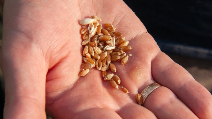 Для обеспечения безопасности: Россия запрещает поставку семян из Нидерландов