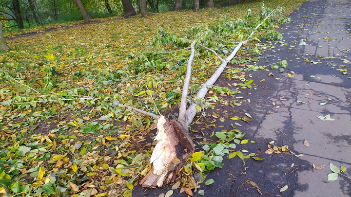Жительница Самары пострадала в результате падения дерева во время ураганного ветра