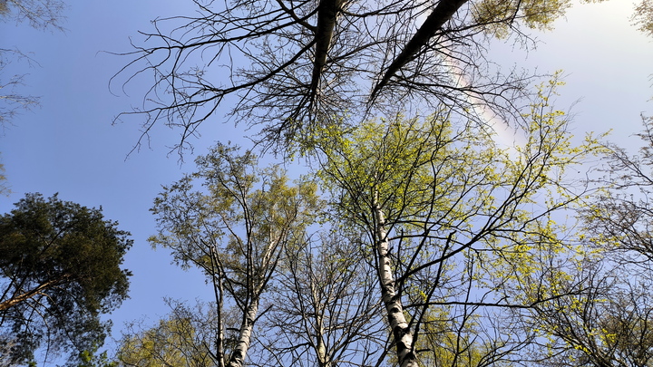 Спасите наш лес: Жители Видного просят помощи у губернатора