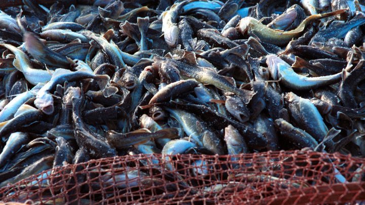 На Кубани сотрудники ФСБ задержали браконьеров, выловивших 600 рыб