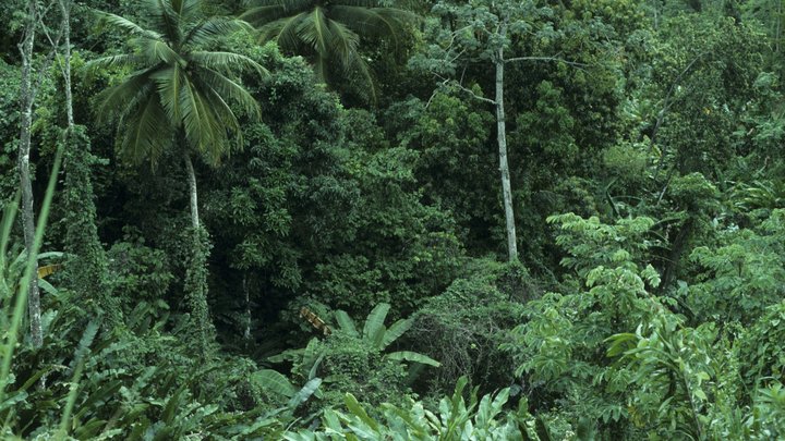 Четверо детей выжили в дикой природе после крушения самолёта. Даже годовалый кроха