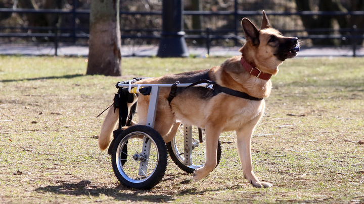 Житель Серпухова бесплатно собирает коляски для животных-инвалидов