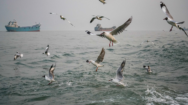 Камчатская экокатастрофа повторилась в Азовском море? Ейский лиман превратился в кладбище для рыб