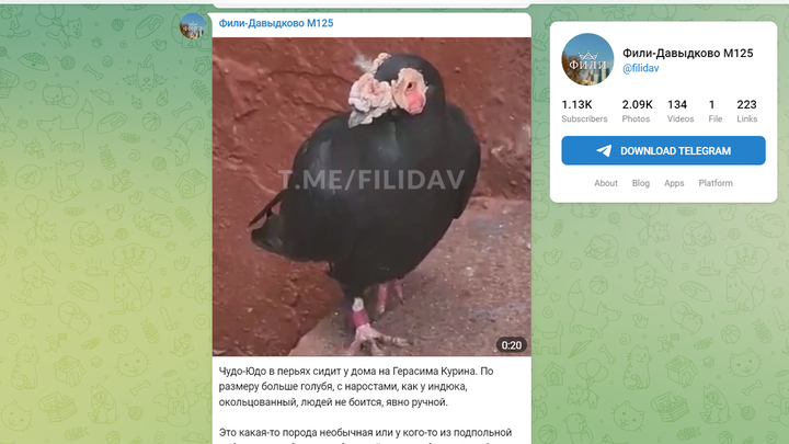 Голубя-дракона засняли на улицах Москвы