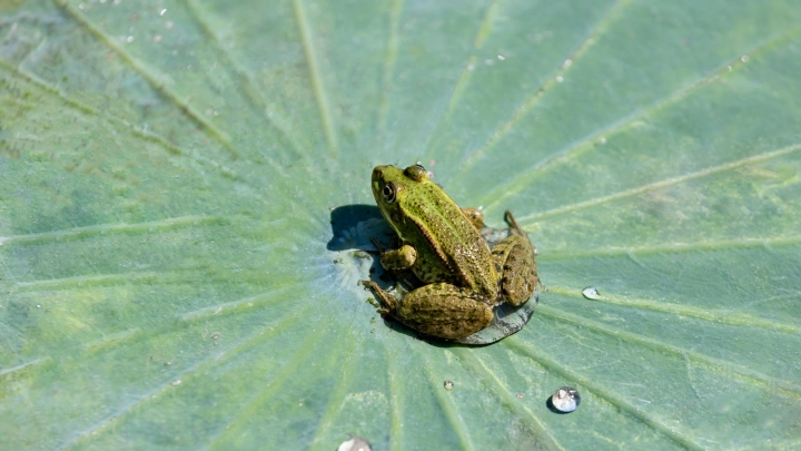 Лягушки на грани вымирания: учёные нашли новый вирус