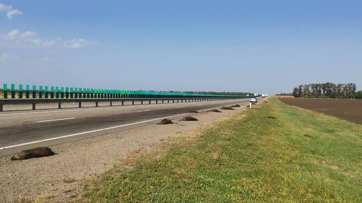 В Гулькевичском районе задержали водителя, сбившего 16 кабанов