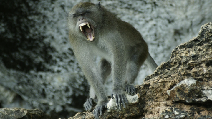 ЧП в США: грузовик с зараженной обезьяной перевернулся, животное сбежало