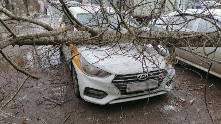 Из-за сильного ветра в Подмосковье пострадали три автомобиля