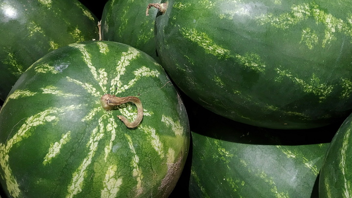 Нет отклонений от норм? В Москве проверили арбузы после отравления семьи