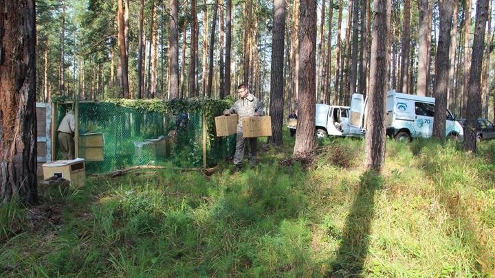 В Новосибирской области в дикую природу выпустили 25 редких птиц