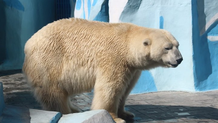 Новосибирский зоопарк поднимет цены на билеты с 1 апреля