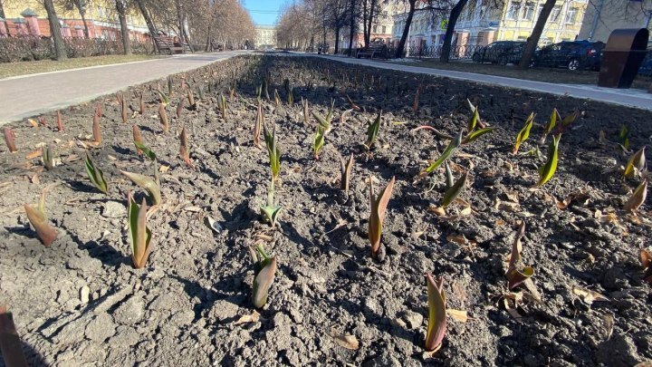 Мэр Кемерова показал горожанам милые фотоснимки тюльпанов