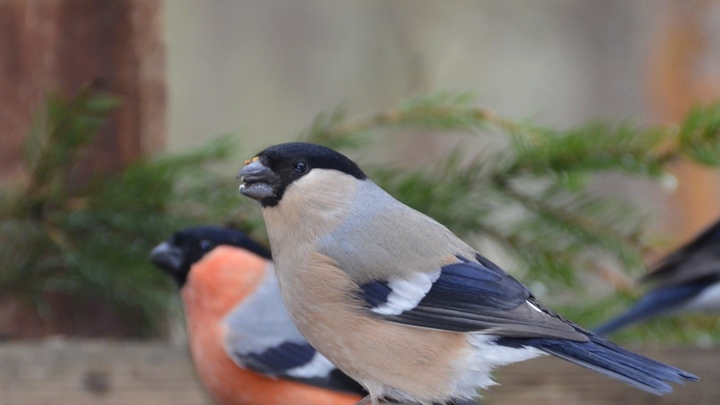 Юрист из Челябинска объявил войну московским живодерам - мучителям снегирей