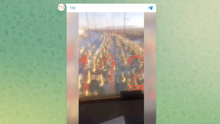 В Забайкалье поезд переехал стадо краснокнижных антилоп