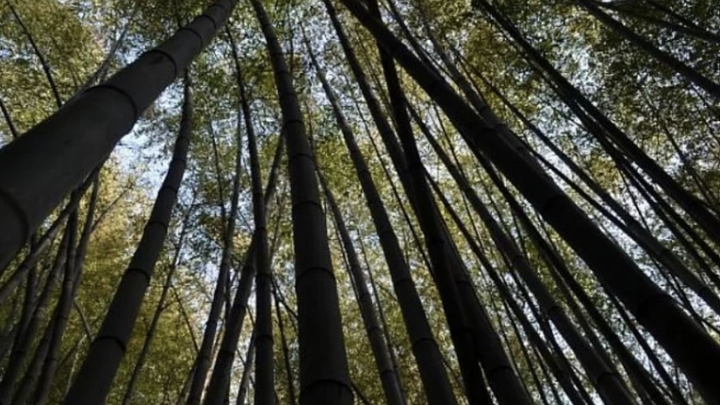 В Сочи впервые за 60 лет зацвёл бамбук. Вскоре он погибнет