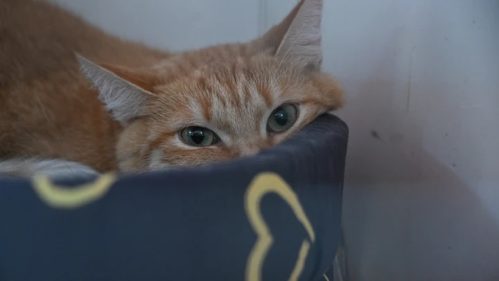 «Моспитомец» сделает путь в новый дом для хвостатых короче — предприниматель «Моспитомец» сделает путь в новый дом для хвостатых короче — предприниматель