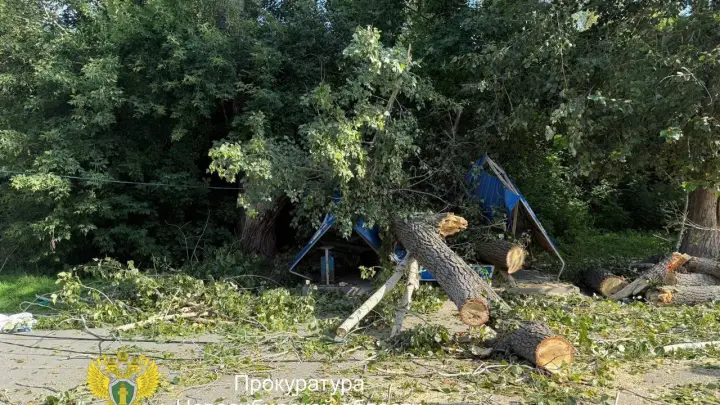 Бастрыкин заинтересовался падением ветхого дерева на людей в Новосибирске
