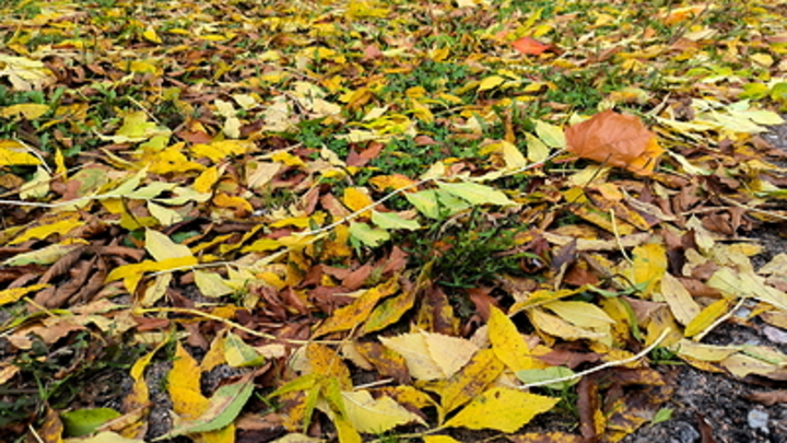 Бабье лето: на Кубани воздух прогреется до +26 градусов