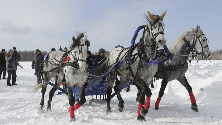 Дураки и дороги. Вы не поверите, кто придумал крылатое русское выражение