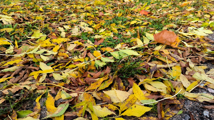 Справиться с осенней хандрой поможет эффект аэропорта: Советы дала психолог