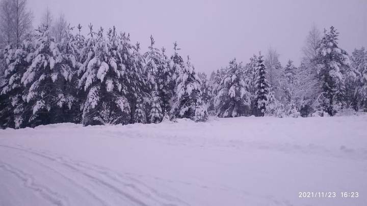 Погода в Ленобласти на 1 февраля 2023: снежно, ветрено и скользко