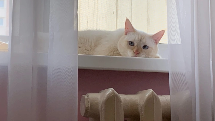 Новая норма: одна кошка на 18 квадратных метров