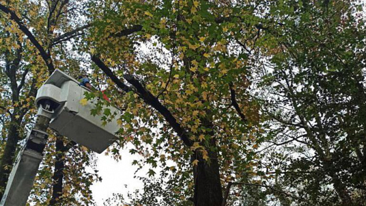 В Сочи обновят памятник природы Аллею Челтенхема