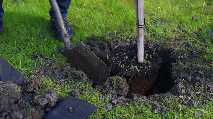 До конца осени в Краснодаре высадят 1000 декоративных деревьев