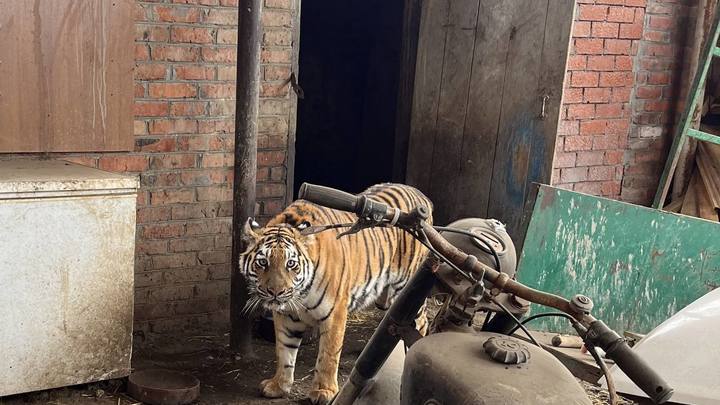 Тигрицу Лауру, над которой издевался живодёр в станице Староминской, перевезут в хоспис