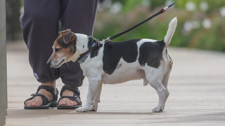 В подмосковном Подольске пьяный живодёр избил и ударил о землю собаку-инвалида