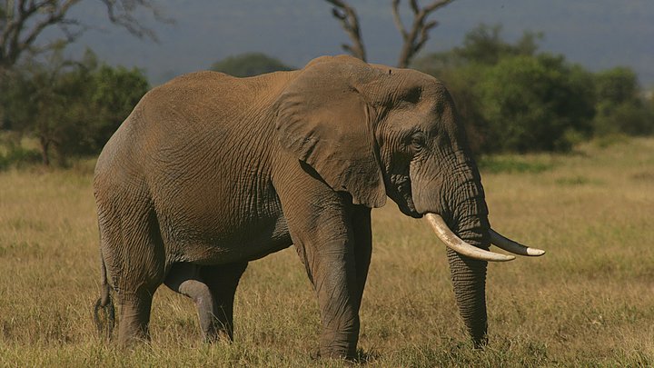 Точно не браконьеры: Загадочному мору сотен слонов в Африке нашли объяснение