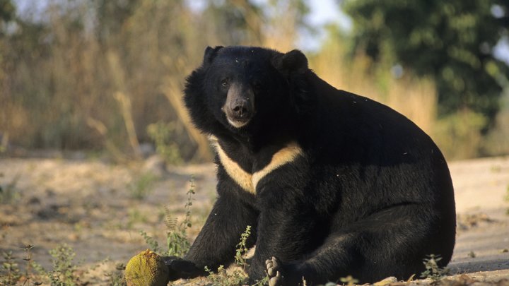 В России медведи не по улицам ходят, а ездят на авто. Британцы признали: Зато машину не угонят