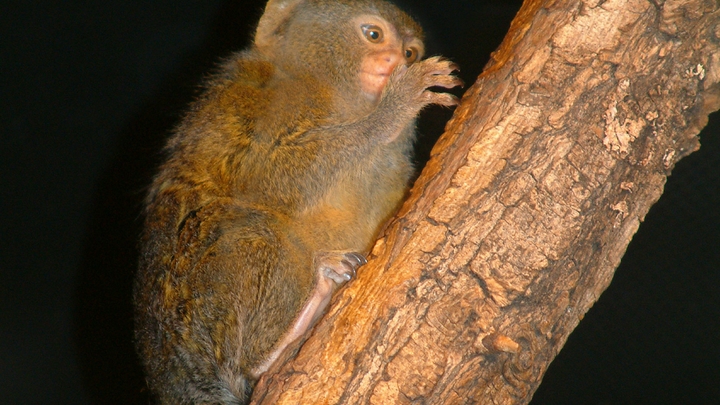 Хатико: Версия Шри-Ланки. Преданная обезьяна пришла на похороны мужчины