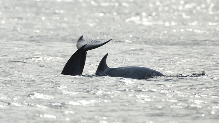 В Чёрном море массово гибнут дельфины. На берег выбрасывает десятки туш - Mash