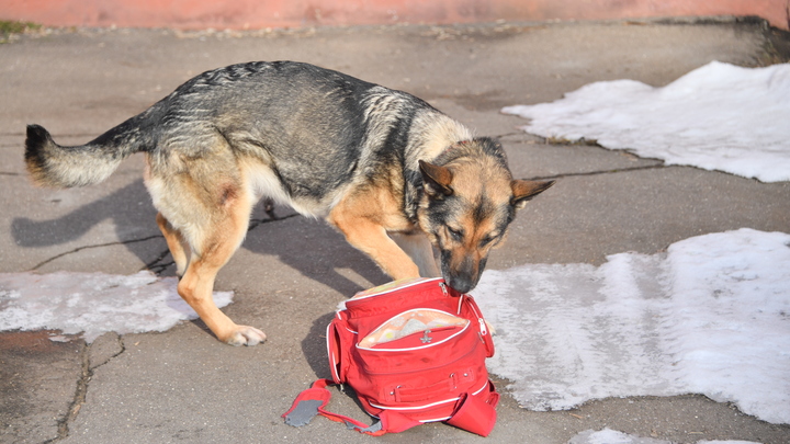 В Тольятти нашли 9-летнего школьника