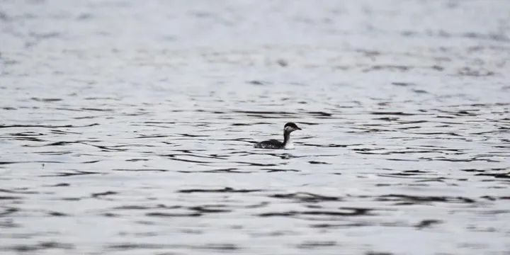 В Строгинской пойме москвичи заметили редкую птицу
